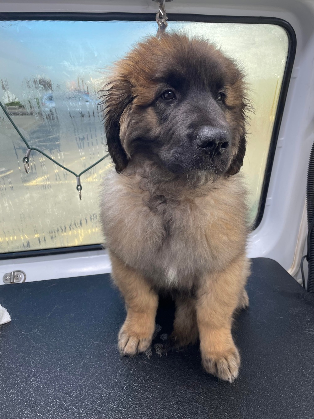 Leonberger close-up showing face and black mask