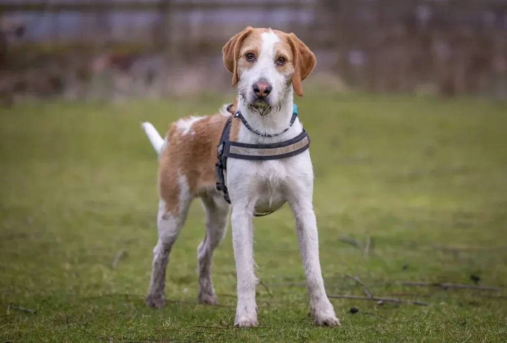 Welsh Hound in profile