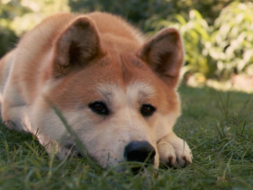 Akita resting, thick coat visible