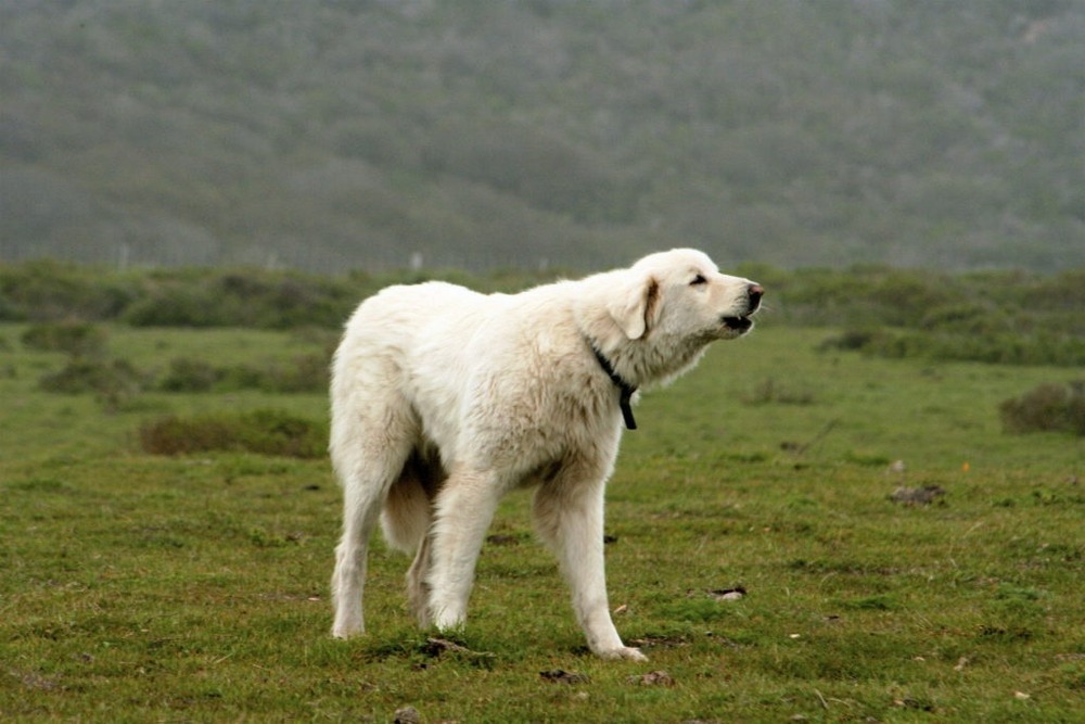 Large working dog resting outdoors in a rural setting