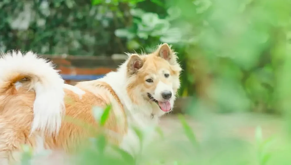 Thai Bangkaew Dog close-up of face and coat