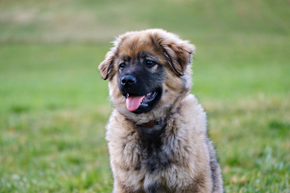 Close view of a Karst Shepherd Dog head and coat