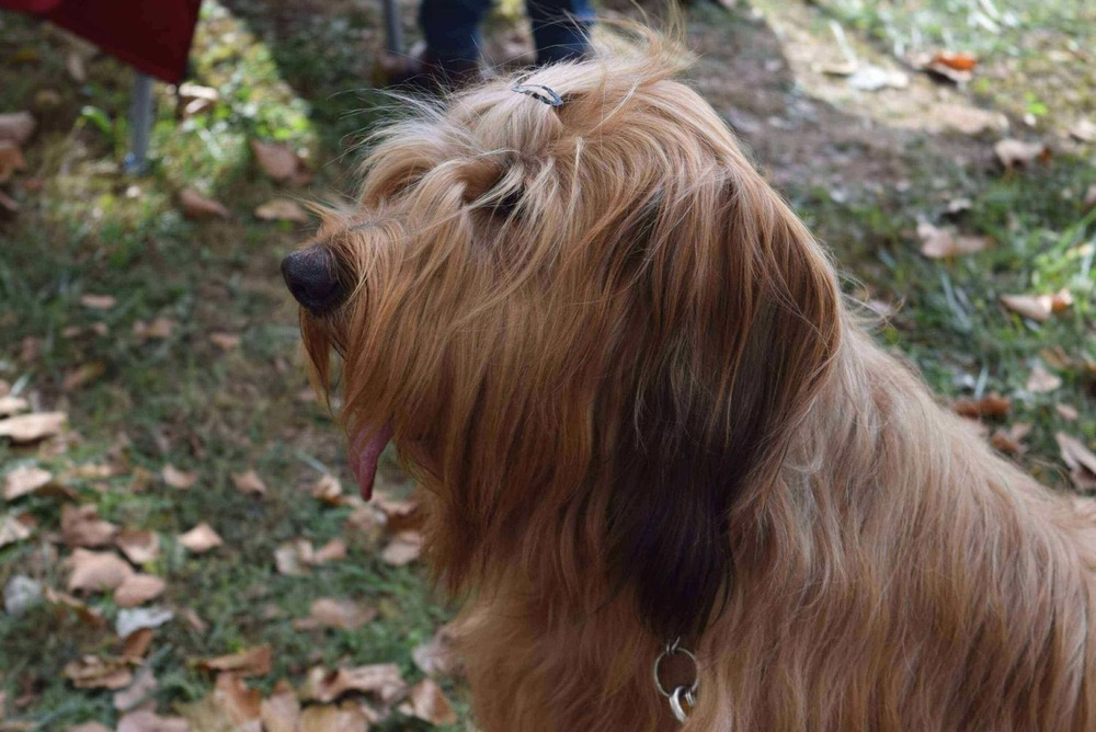 Briard close-up with shaggy face