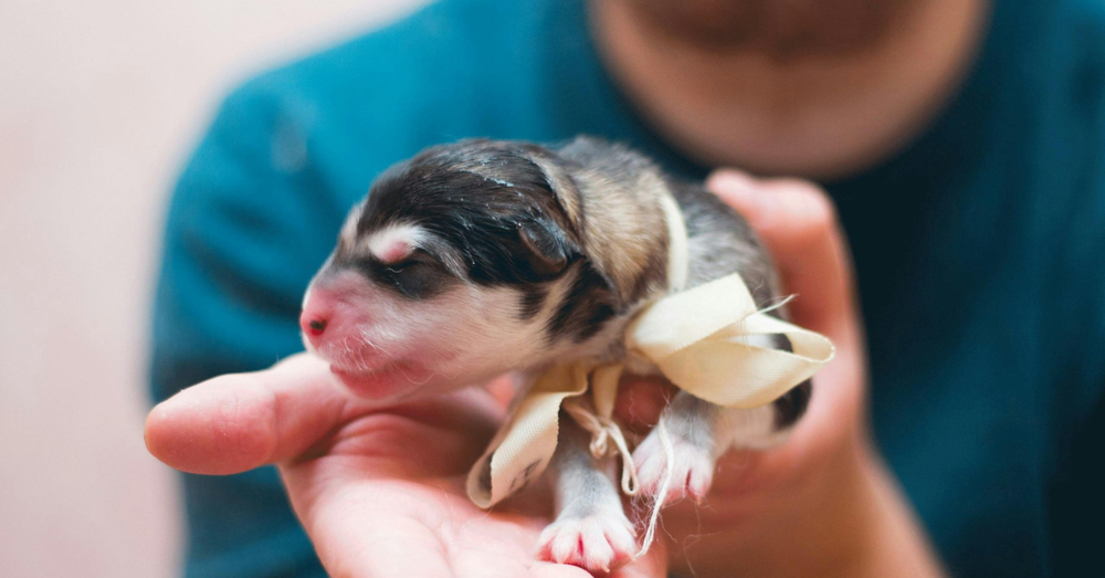 Signing a puppy purchase agreement