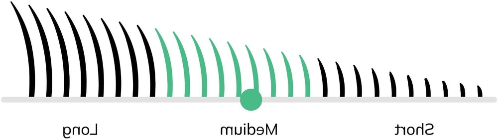 Close view of a Pumi face with semi-erect ears and curly coat