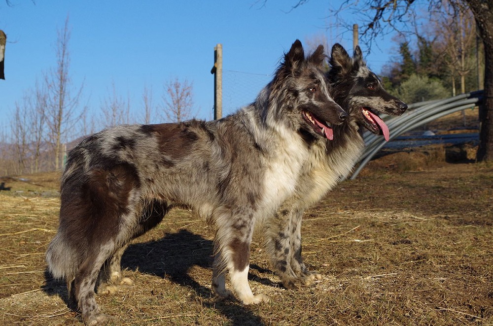 Herding dog in a mountain landscape