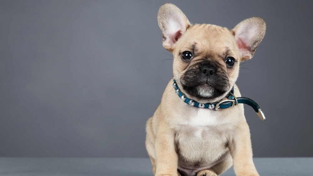 French Bulldog sitting and looking alert