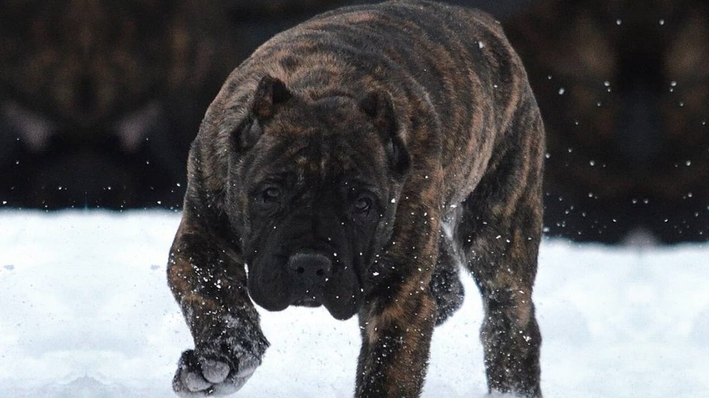 Close view of a Perro de Presa Mallorquin head and shoulders