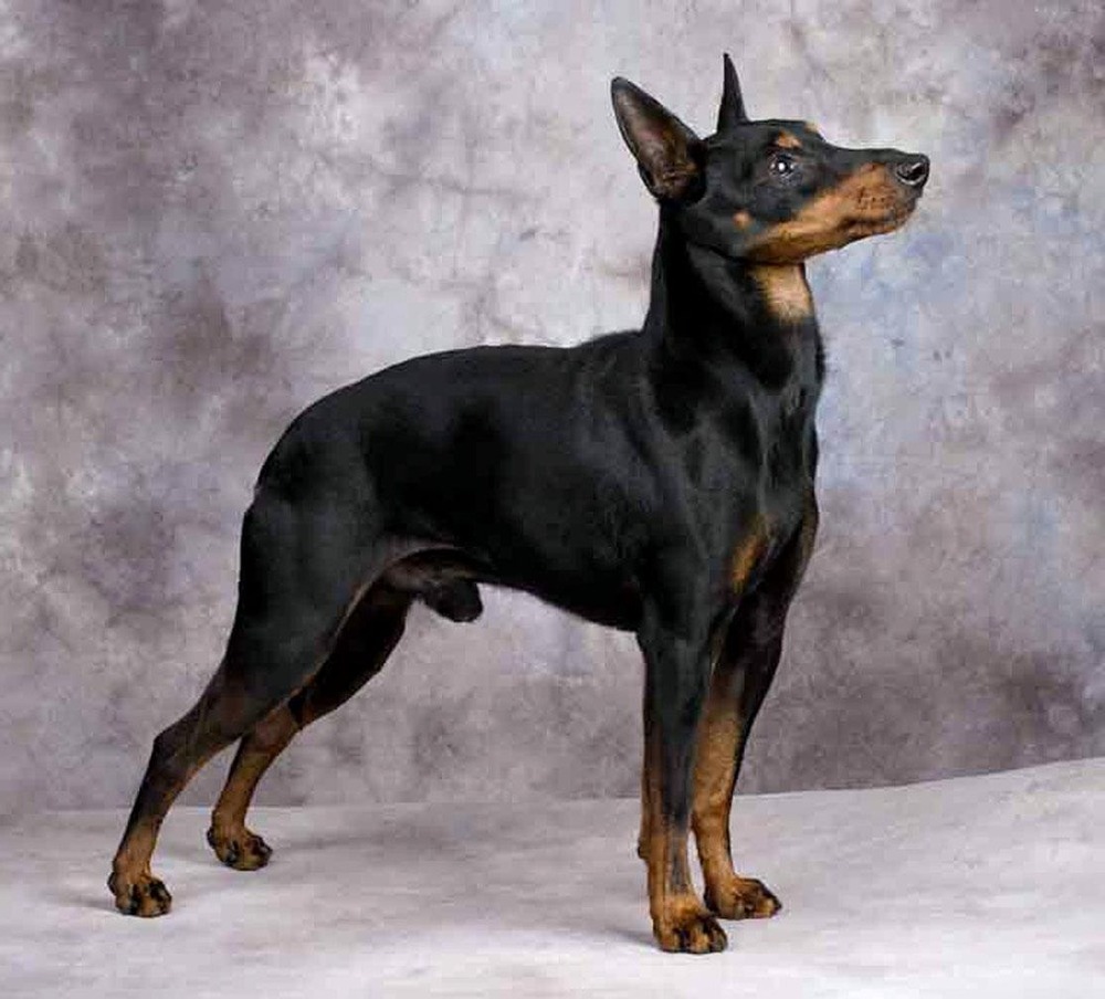 Toy Manchester Terrier standing alert