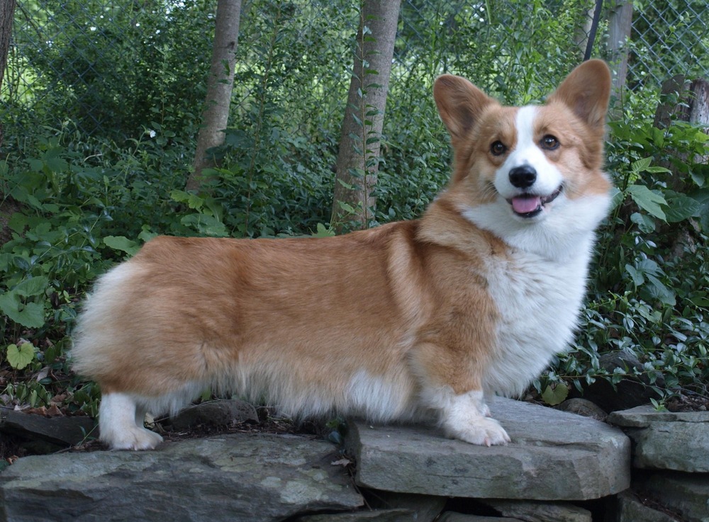 Pembroke Welsh Corgi sitting with ears upright