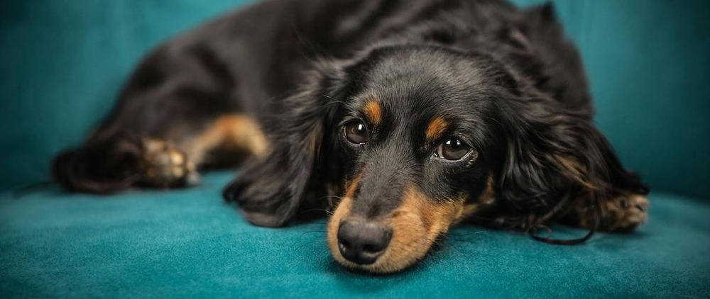 Owner gently checking a dog's neck for swelling