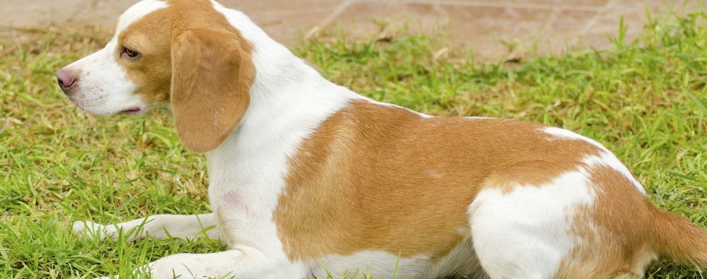 Istrian Shorthaired Hound side profile showing short coat