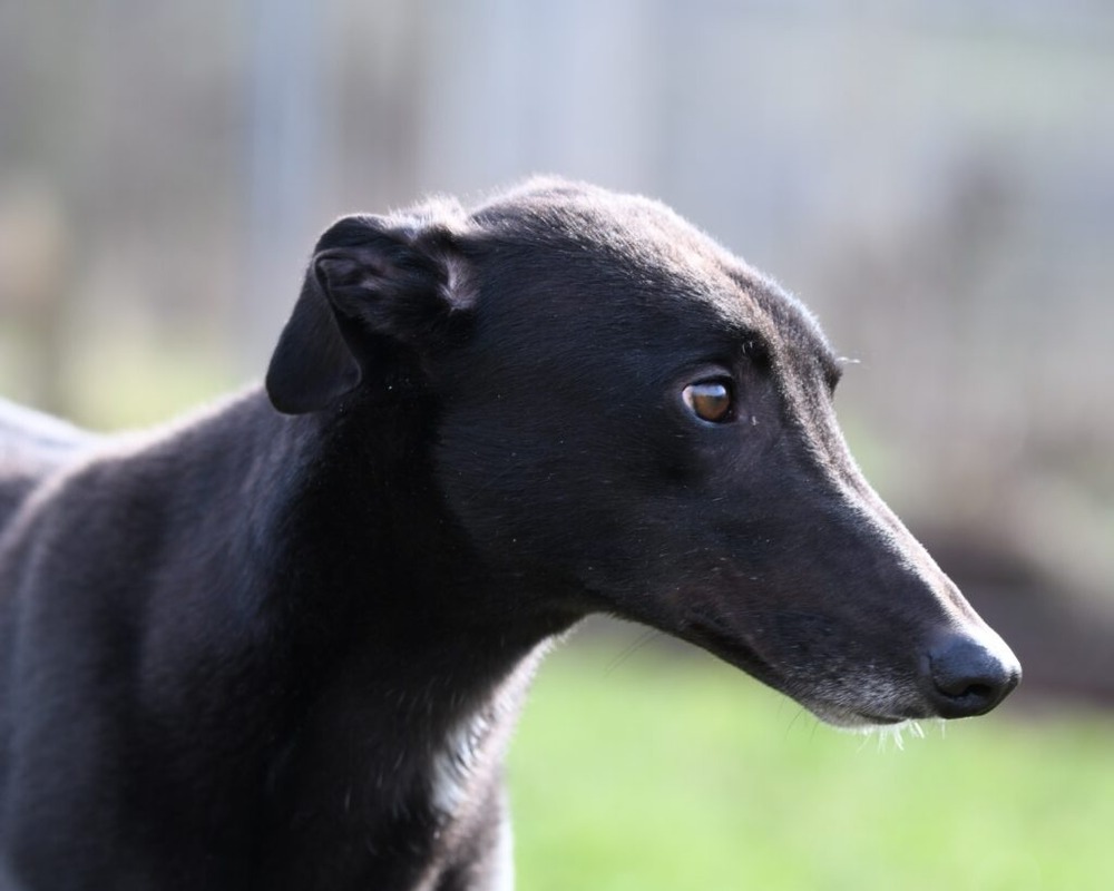 Sighthound standing on grass with a sleek coat