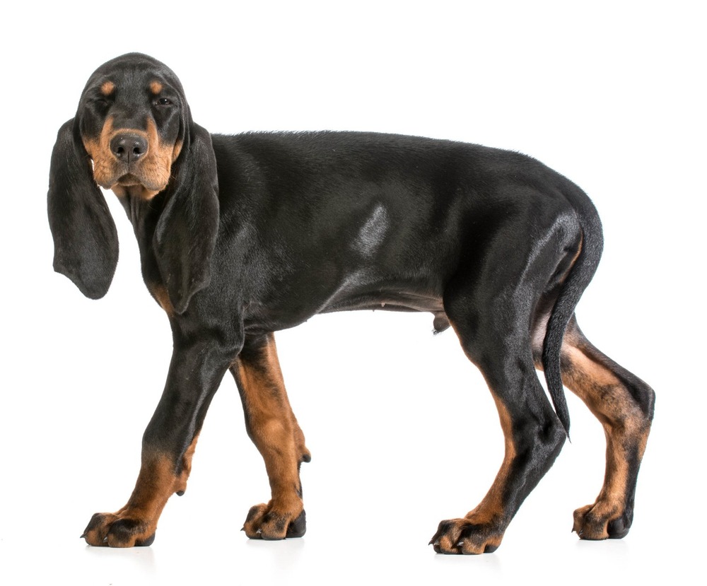 Close view of a black and tan coonhound face