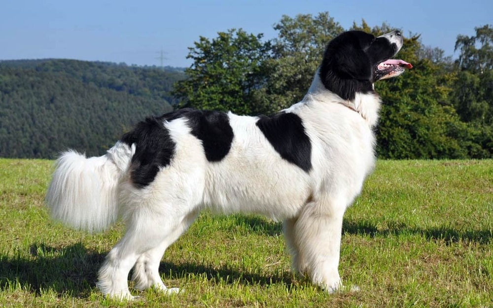 Large black and white dog standing on grass