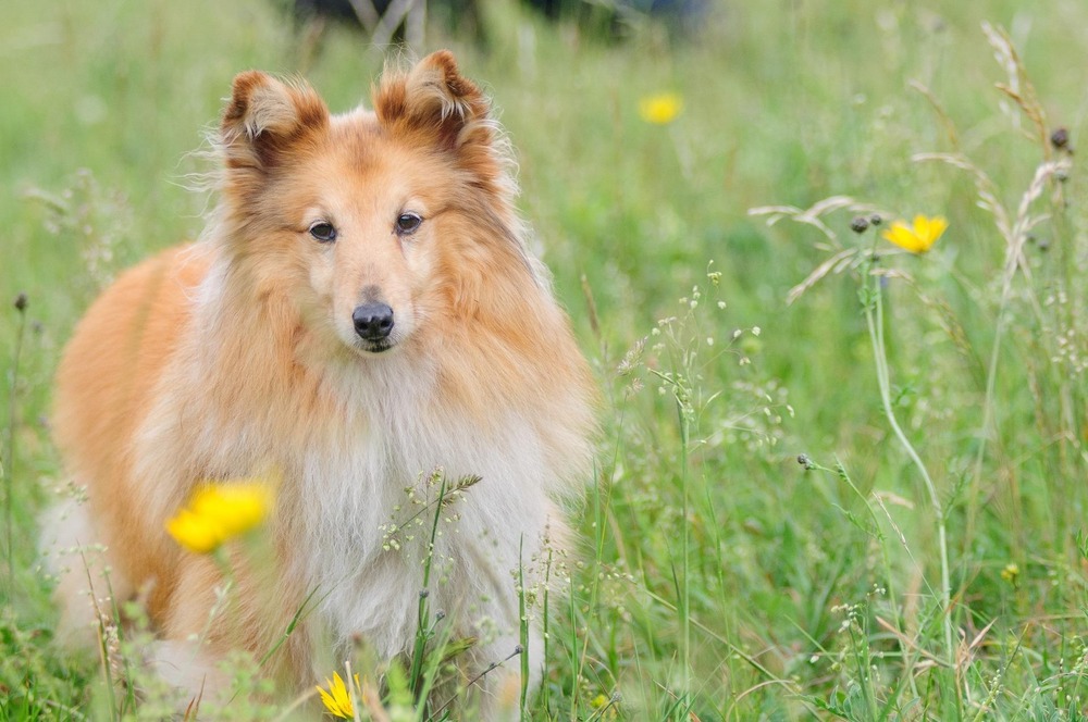 Shetland Sheepdog sitting attentively