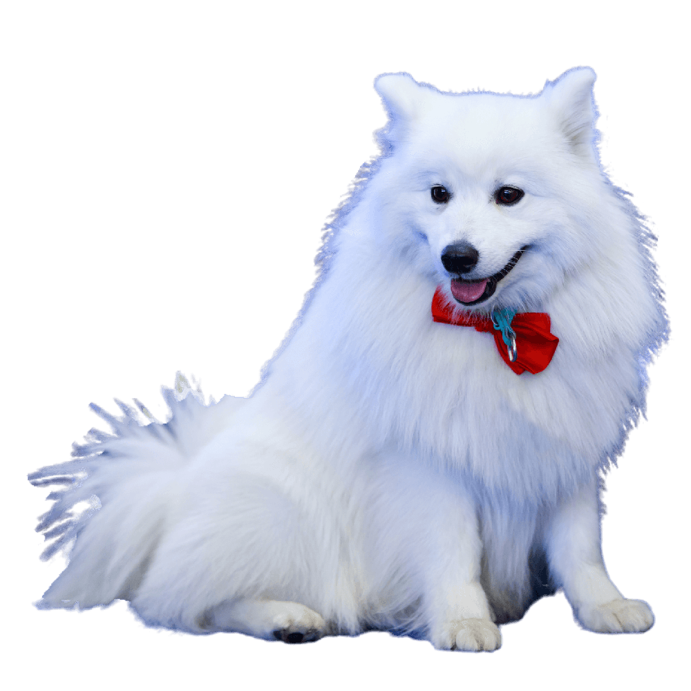 Volpino Italiano portrait illustration