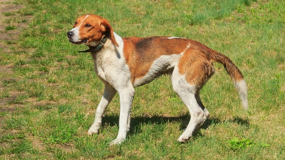 German hound resting with alert expression