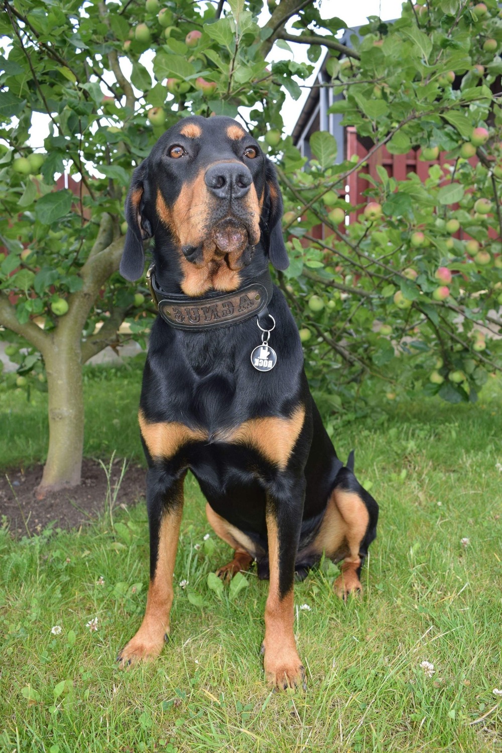 Lithuanian Hound portrait showing black and tan markings