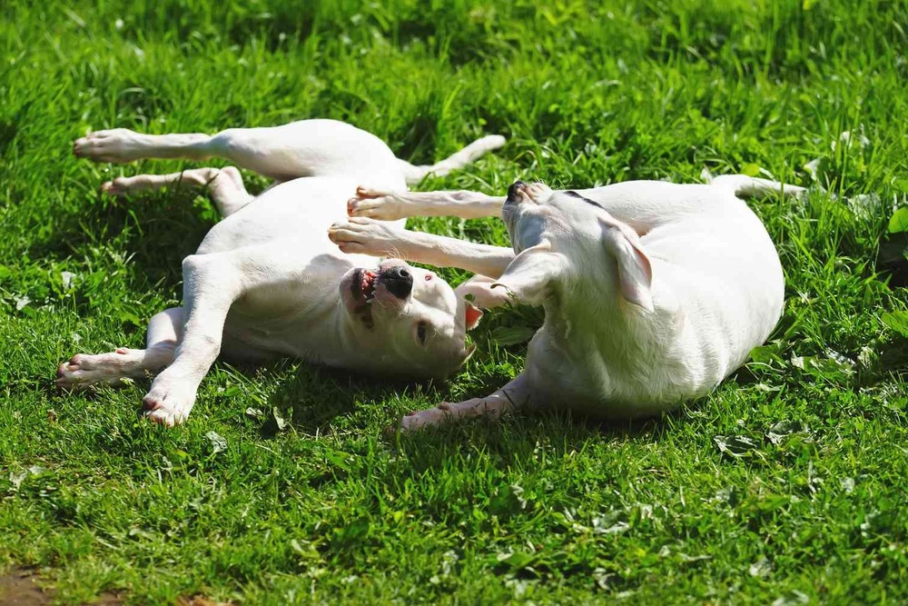 Close view of a Dogo Sardesco head