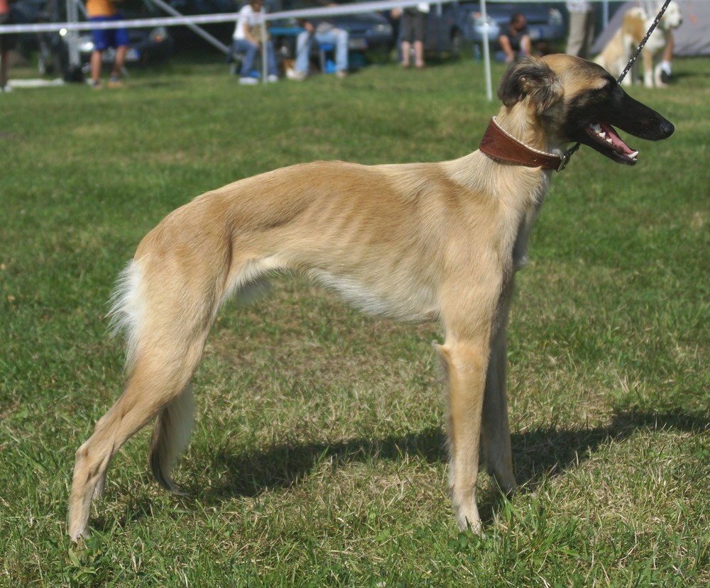 Silken Windhound looking alert in a garden