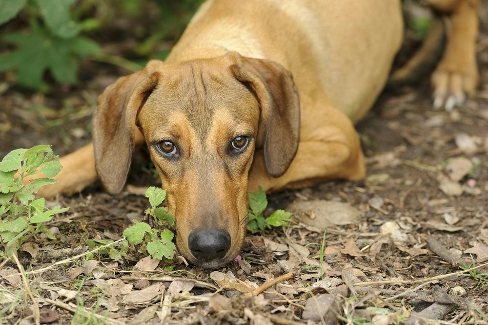 Dog being examined in a clinical setting