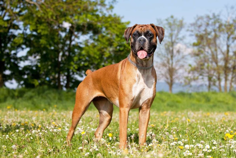 Boxer dog outside in daylight with tongue out