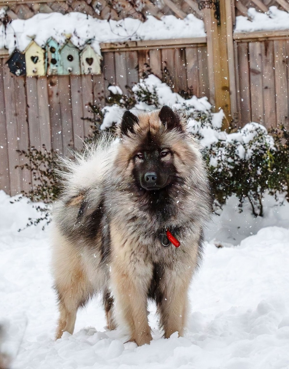 Shiloh Shepherd walking on lead outdoors
