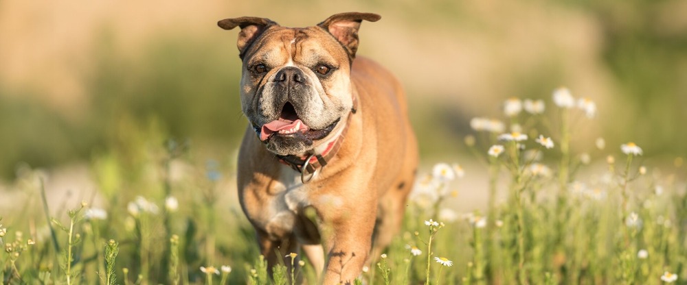 Continental Bulldog face and chest in close-up