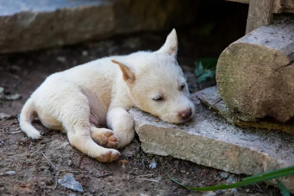 White dog moving through grass