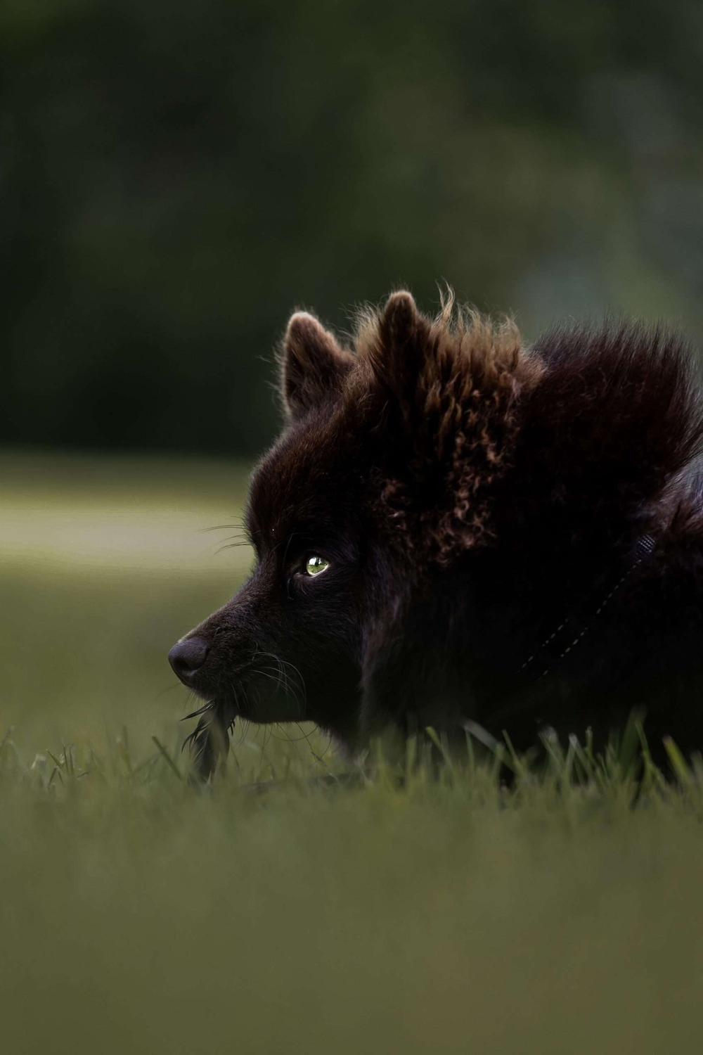 Swedish Lapphund face close-up