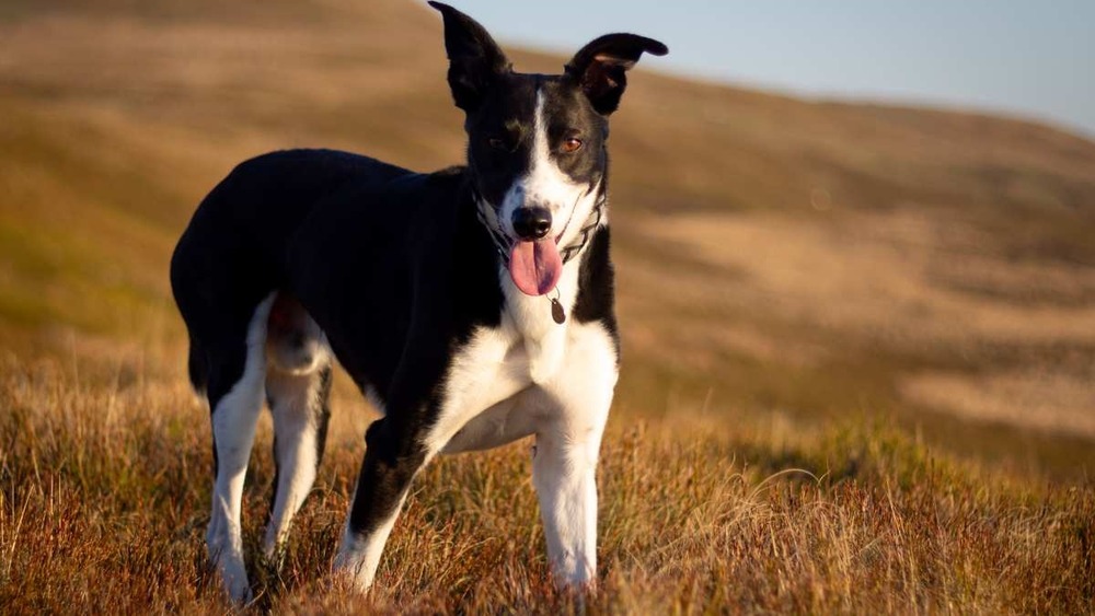 Welsh Sheepdog standing outdoors