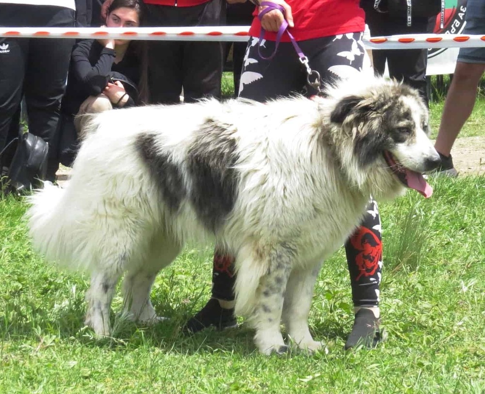 Karakachan dog on rural property