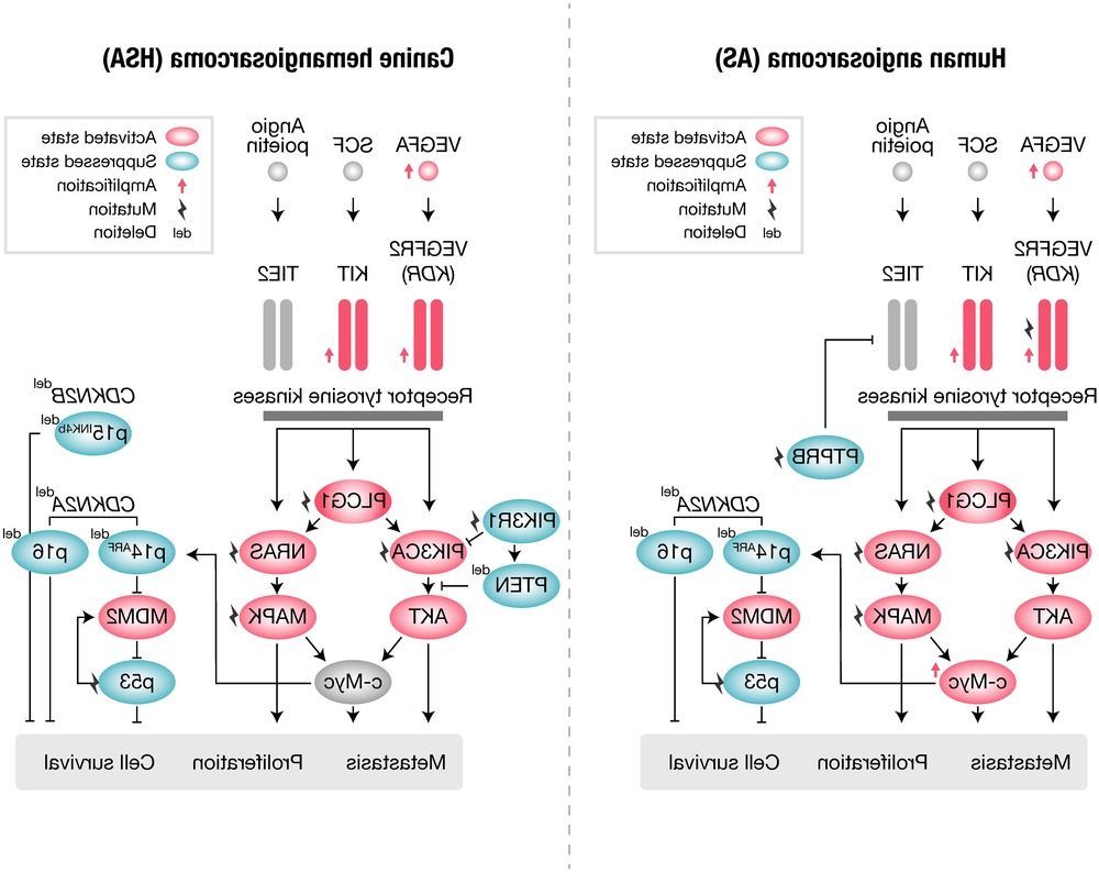 Dog being comforted by an owner at home