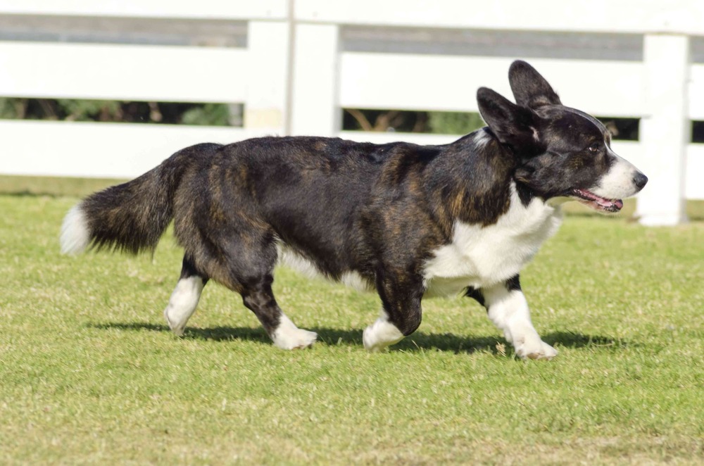 Cardigan Welsh Corgi standing outdoors