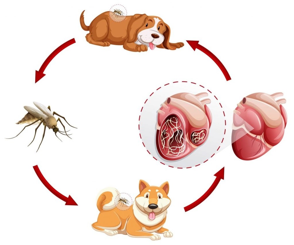Dog taking chewable parasite prevention
