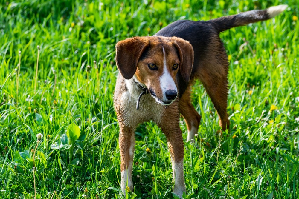 Harrier hound standing outdoors