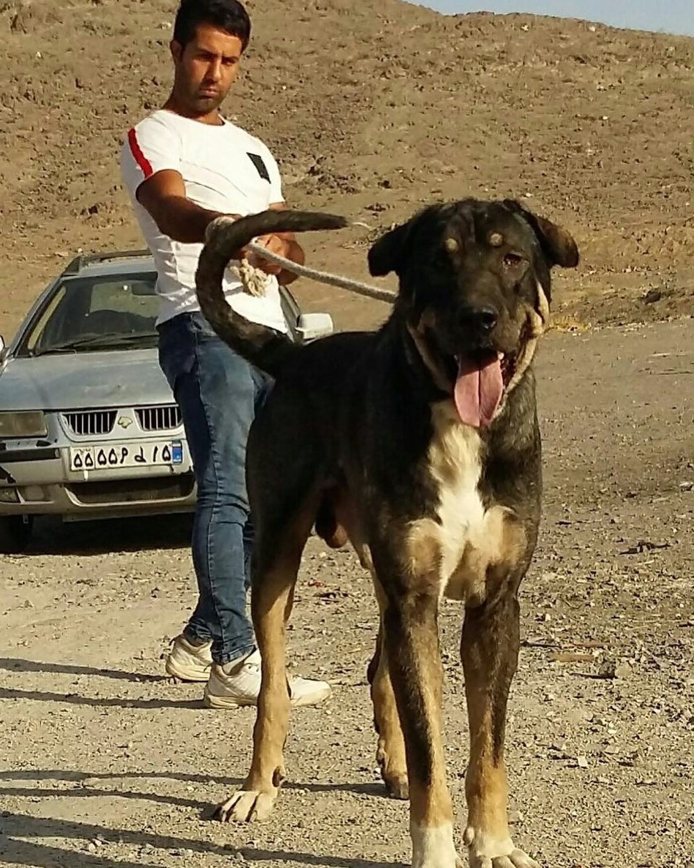 Large dog looking attentive outdoors