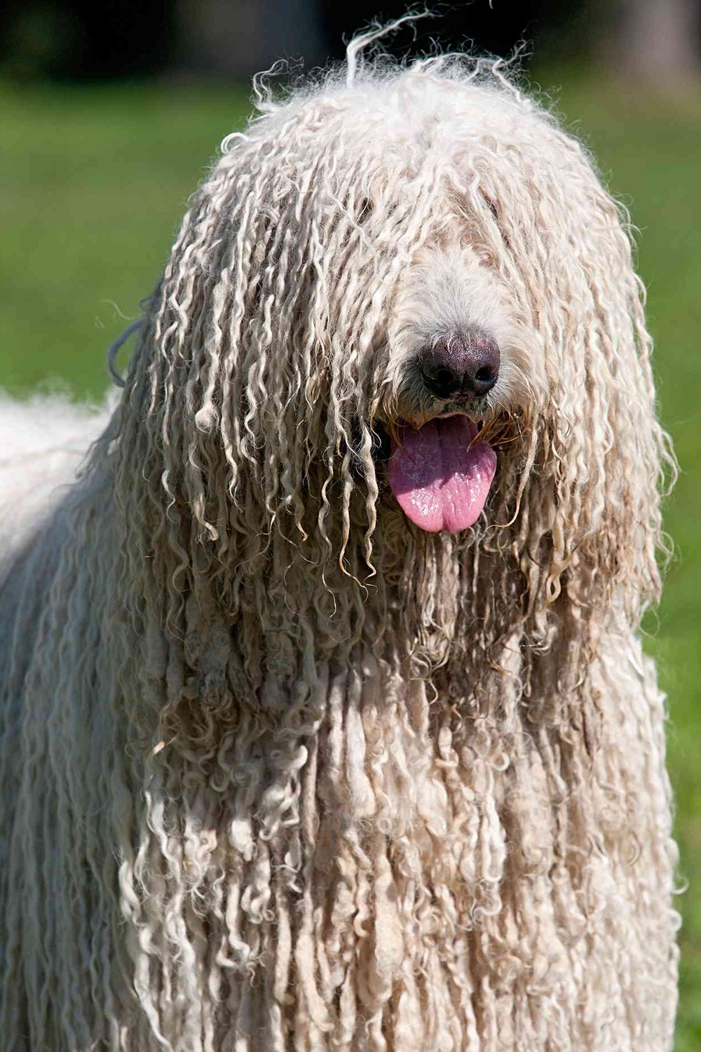 Close view of Komondor cords in the coat