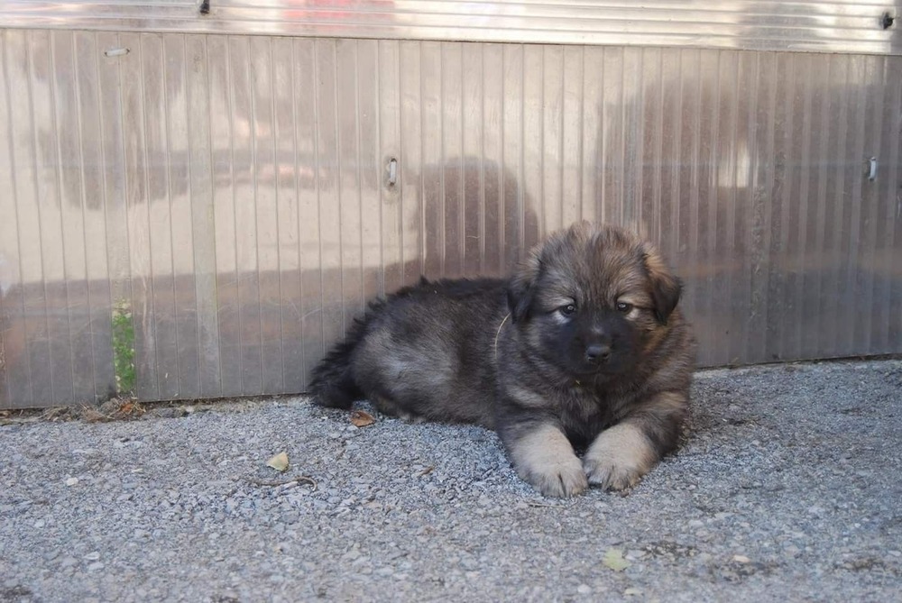 Karst Shepherd Dog sitting attentively