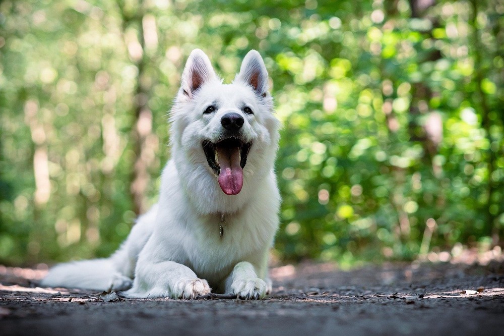 White Swiss Shepherd Dog face with alert ears