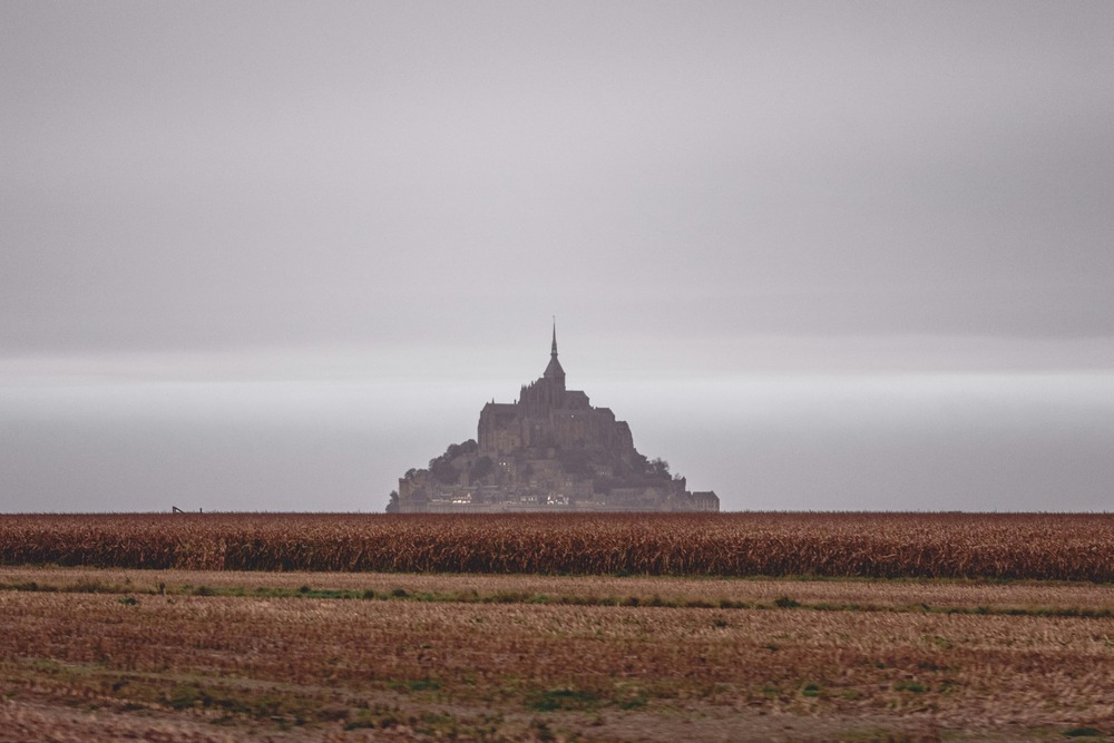 Grand Anglo-Francais Blanc et Noir hound standing side-on