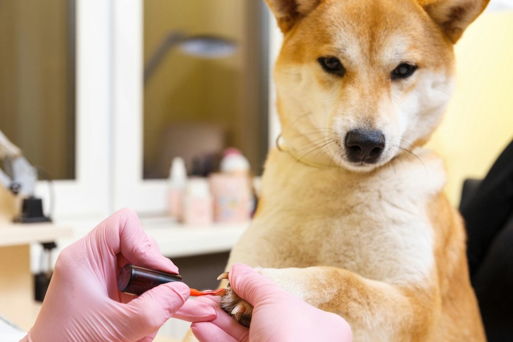 Ryukyu Inu on a lead outdoors