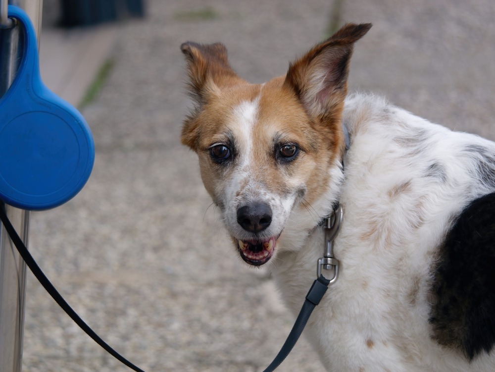 Norrbottenspets looking alert in a garden