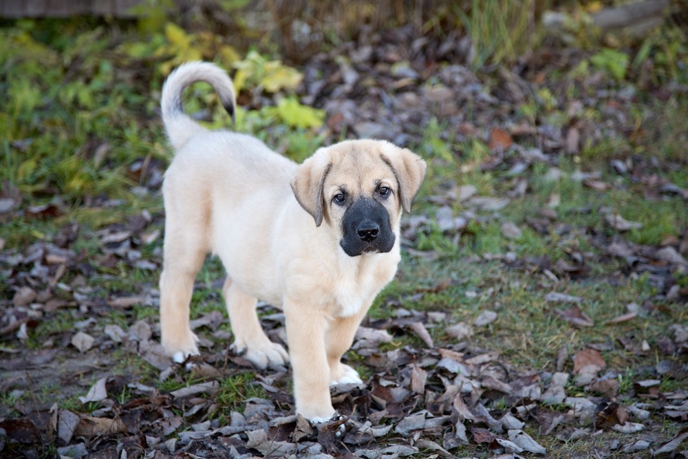 Spanish Mastiff resting outdoors
