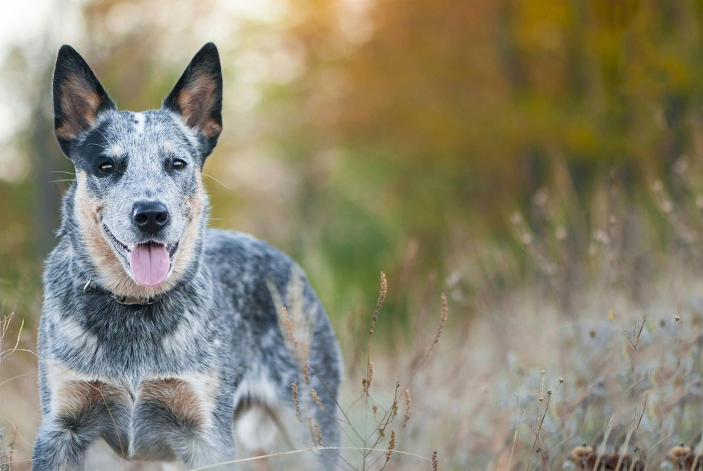 Australian Cattle Dog running on grass