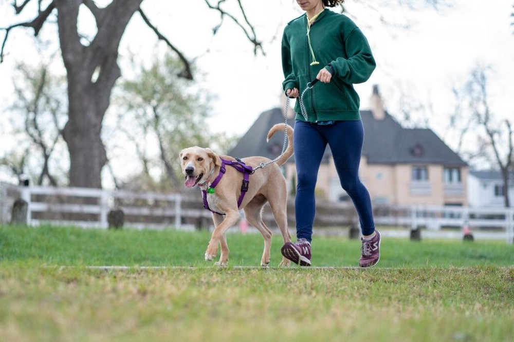 Dog walking outdoors on a lead
