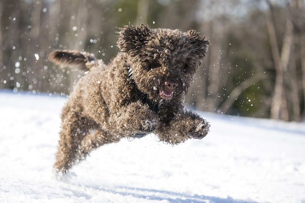 Lagotto Romagnolo on a lead during training