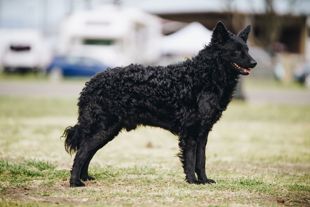 Croatian Sheepdog coat close-up