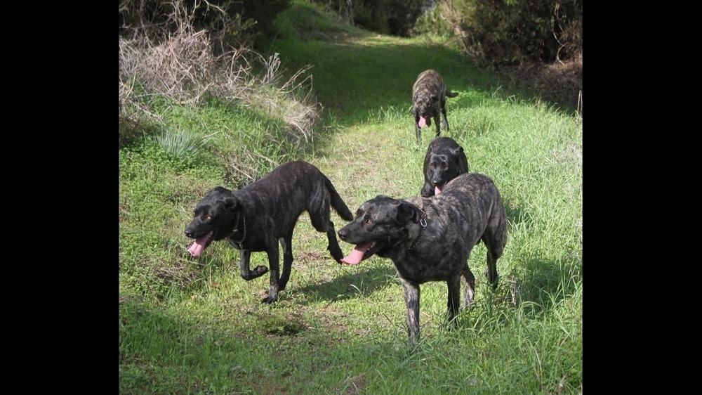 Perro Majorero standing outdoors